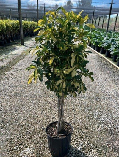 Trinette Arboricola Schefflera